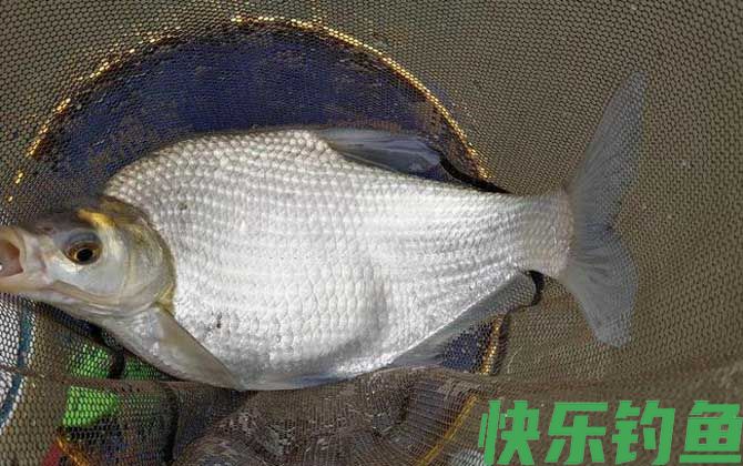 鳊鱼