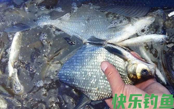 鳊鱼