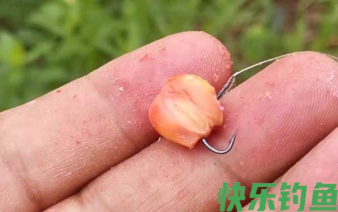 玉米钓鱼