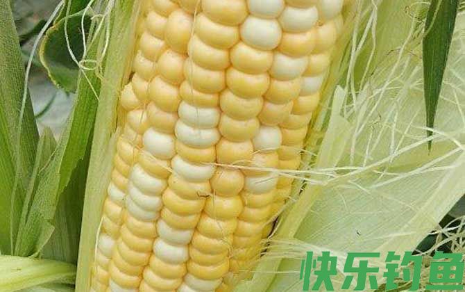 嫩玉米