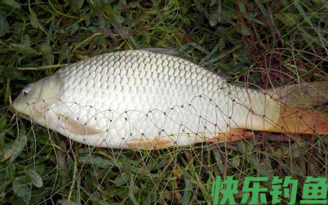 野钓鲤鱼