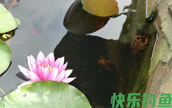 钓小龙虾