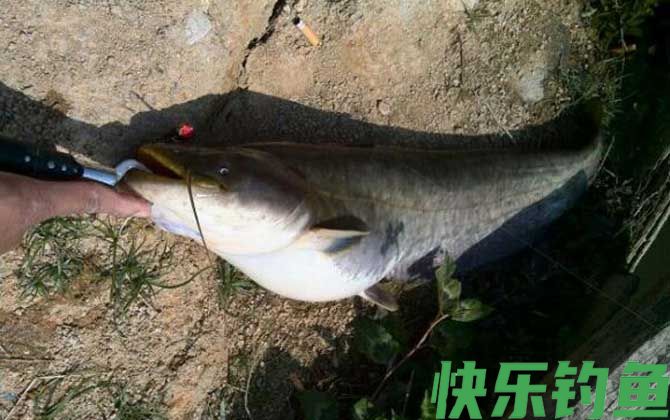 路亚鲶鱼