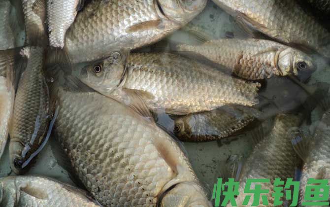 鲫鱼