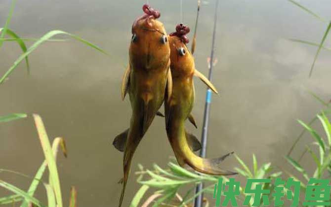 钓嘎鱼
