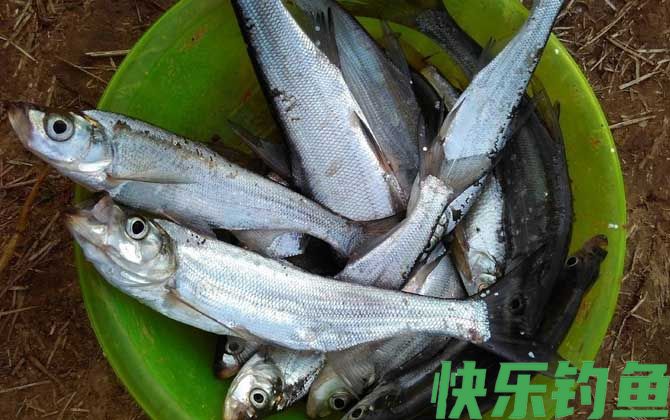 路亚翘嘴