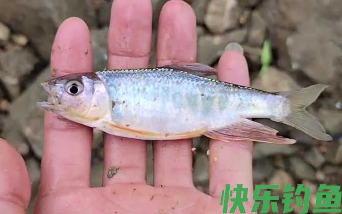马口鱼