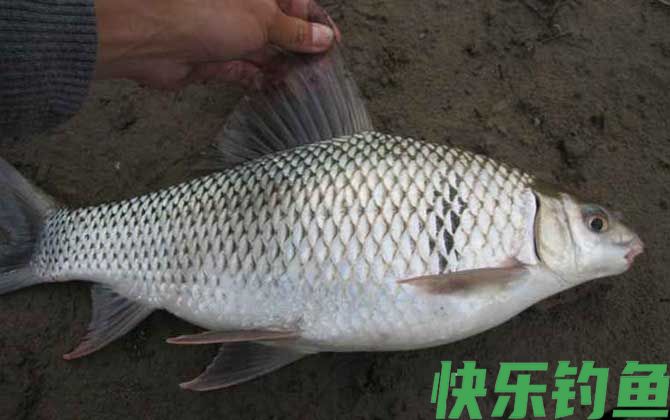钓鲮鱼