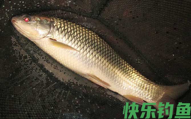 钓鲮鱼