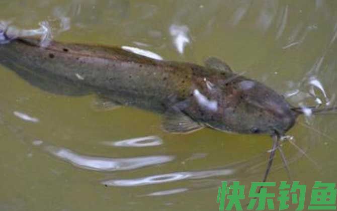 钓鲶鱼