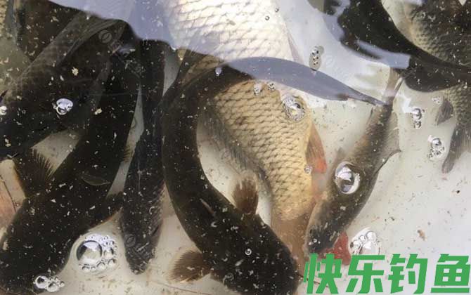 钓鲶鱼