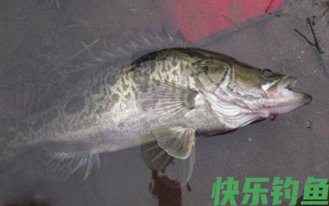 路亚鳜鱼
