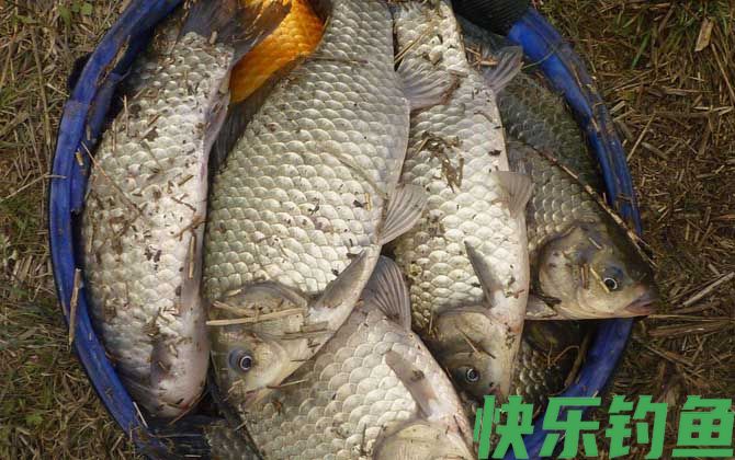 野钓鲫鱼