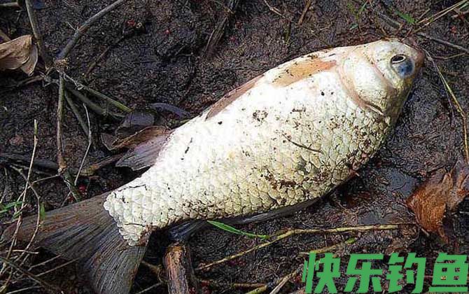 野钓鲫鱼