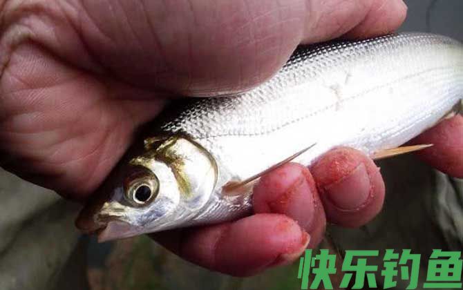 鲴鱼