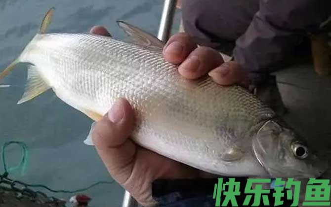 鲴鱼