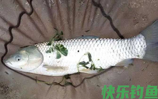 钓草鱼