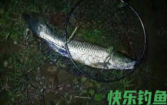 钓草鱼