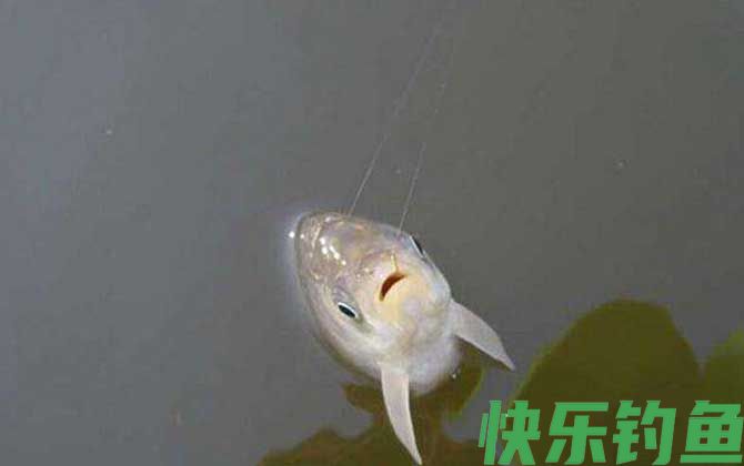 大板鲫
