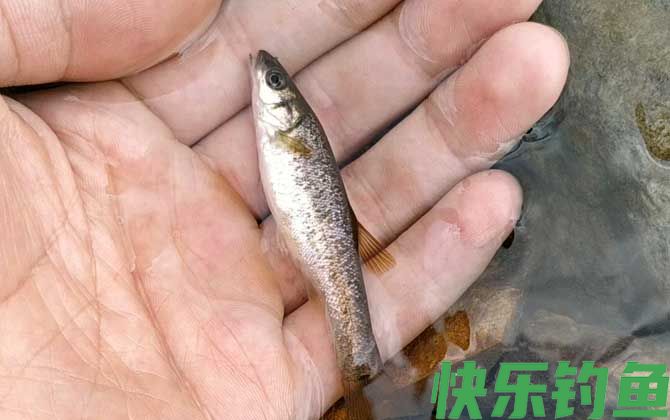 柳根鱼