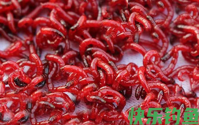 活饵