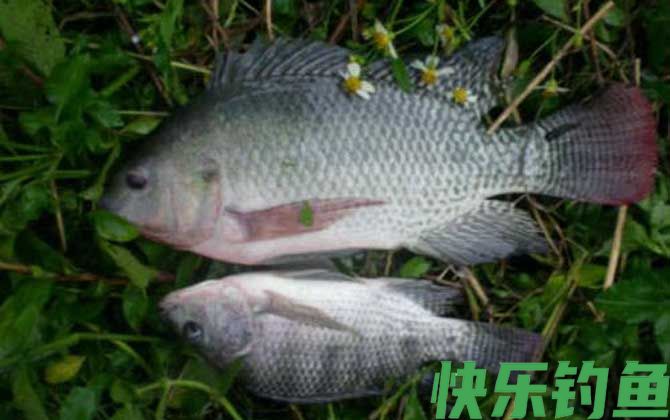罗非鱼