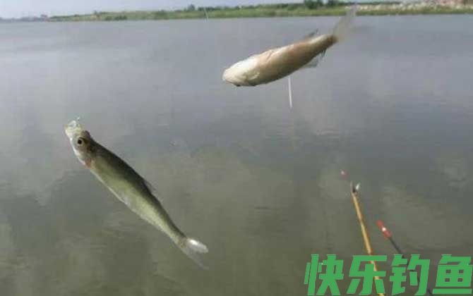白条鱼