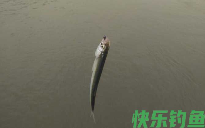 白条鱼