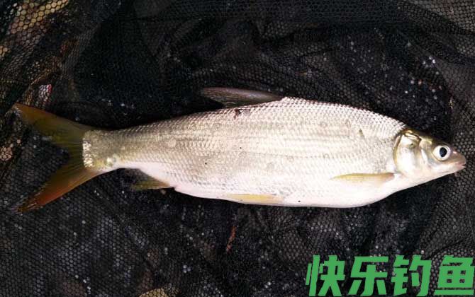 黄尾鲴
