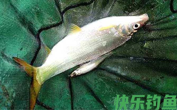 黄尾鲴