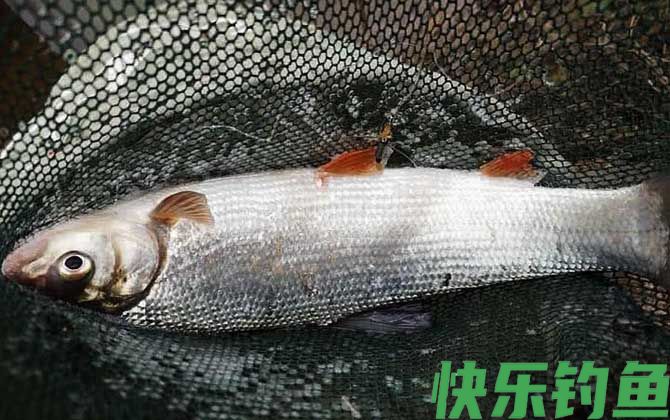 黄尾鲴