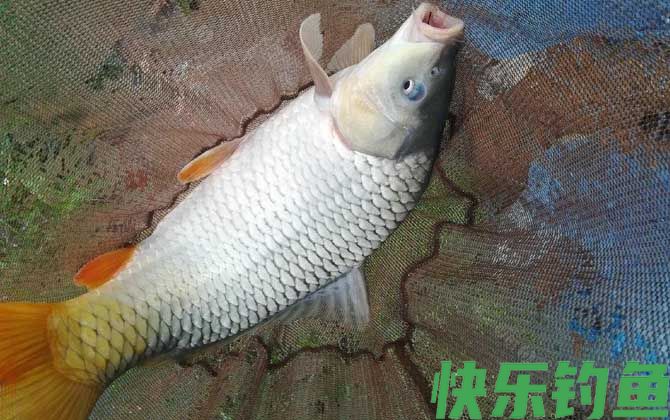 野钓鲤鱼