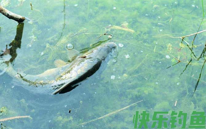 水库钓鱼