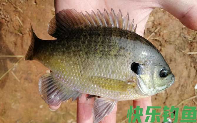 太阳鱼