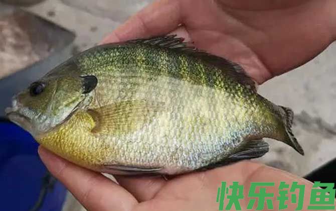 太阳鱼