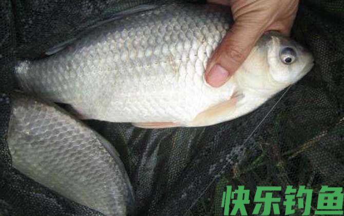鲫鱼