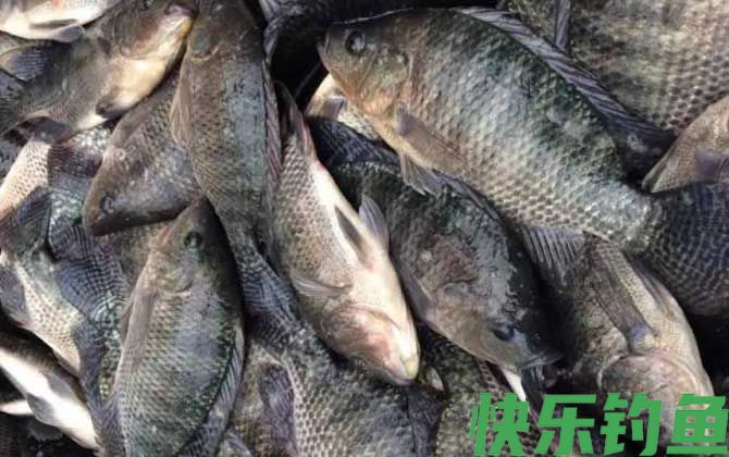 罗非鱼