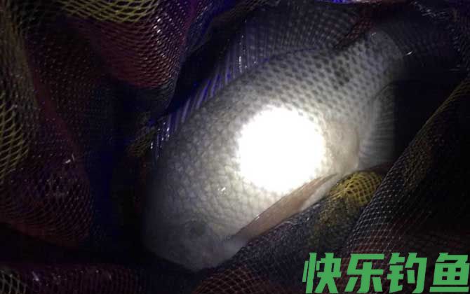 野钓罗非