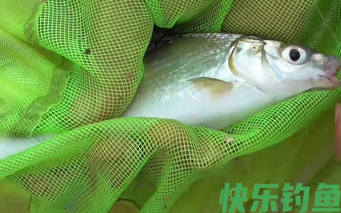 钓黄尾鱼