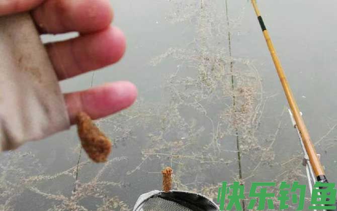 饵料