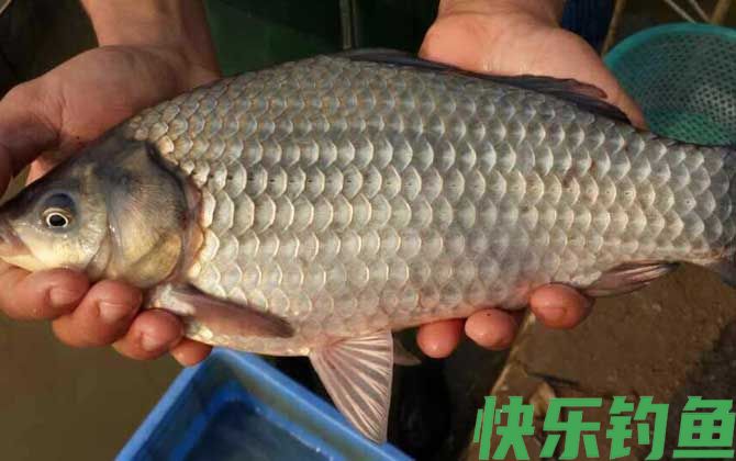 野钓鲫鱼