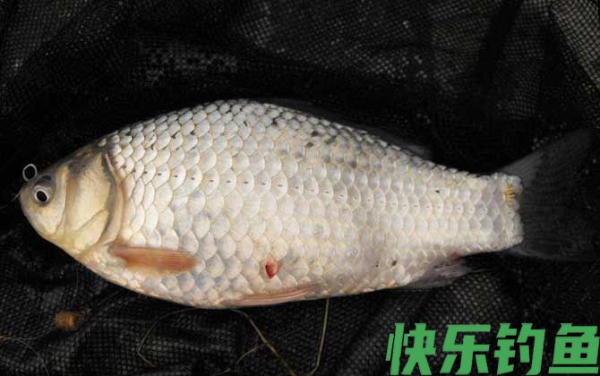 野钓鲫鱼