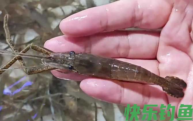 河虾