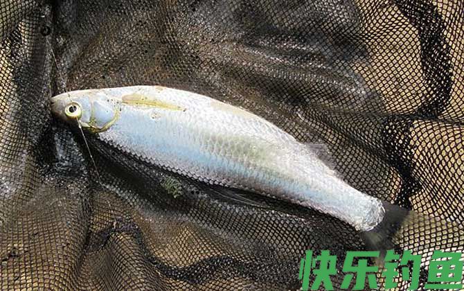 钓白条鱼