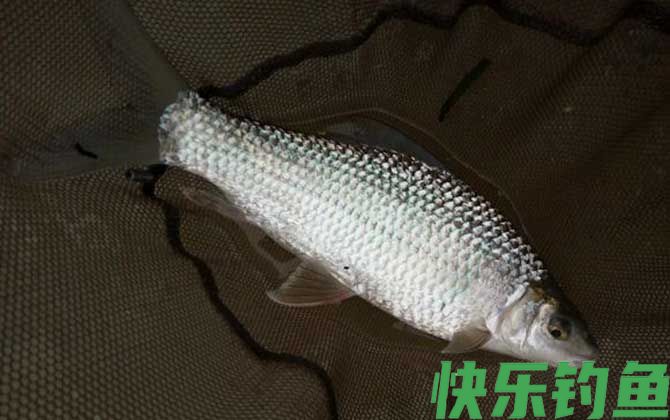 鲮鱼