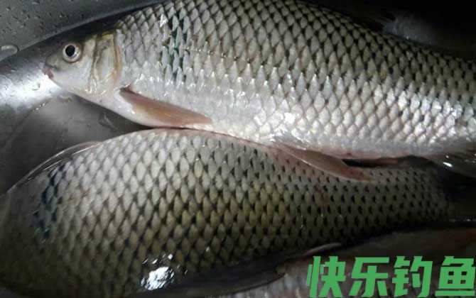 鲮鱼