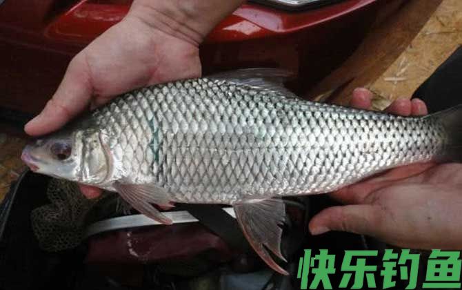 鲮鱼