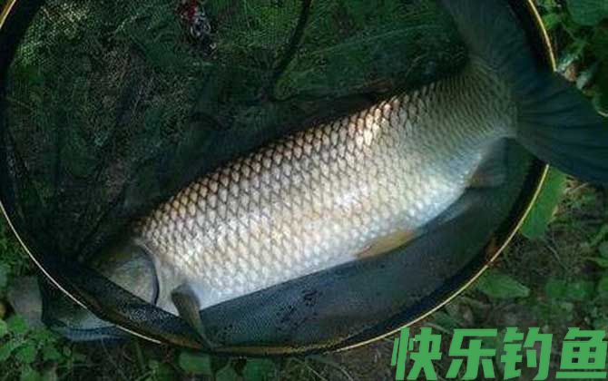野钓草鱼