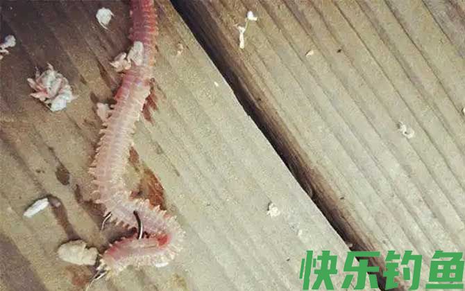 沙蚕