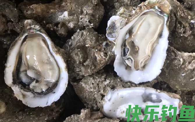 牡蛎